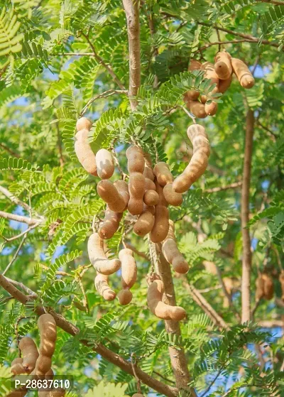 Platone Turmeric Plant tatul plannt