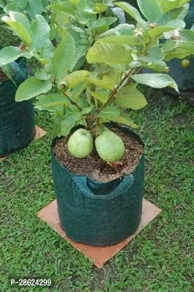 Platone Guava Plant Dwarfs Guava Hybrid Live Plant v5-thumb0