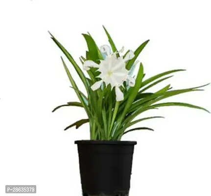 Platone Lily Plant Spider Lily live Plant