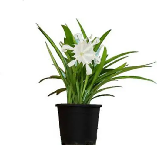 Limited Stock!! Plant & Planters 