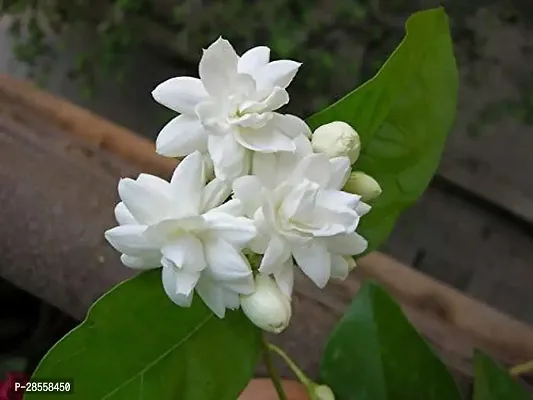 Platone Jasmine Plant Jasmine Mogra Live Plant-thumb2