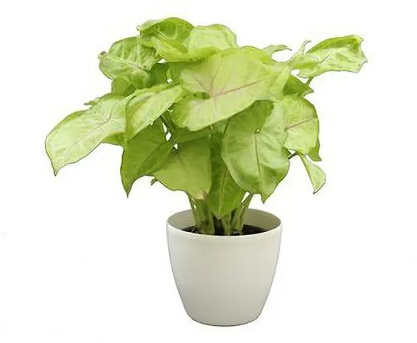 Best Selling Plant & Planters 