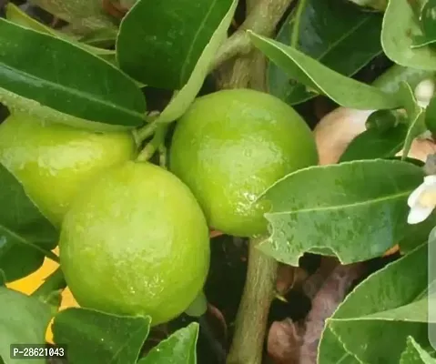 Platone Lemon Plant Kagzi Nimboo, Lemon Tree - Plant-thumb0