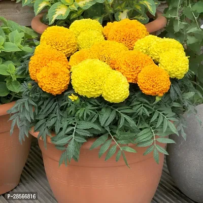 Platone Marigold Plant BALUB-818