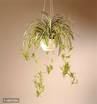 Platone Spider Plant SPIDER PLANT-thumb0