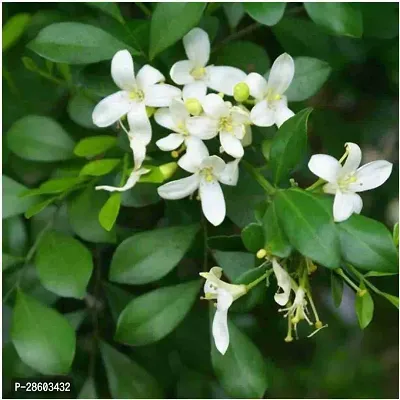 Platone Madhu Kamini Plant Madhu Kamini Plant-thumb0