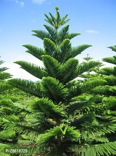 Platone Christmas Tree Plant ArkeriaMediumSizeChristmaTreeArchanasGarden