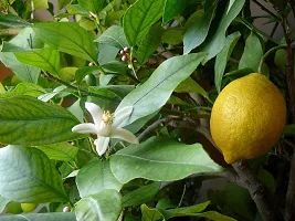 Platone Lemon Plant Live Lemon Plant-thumb2