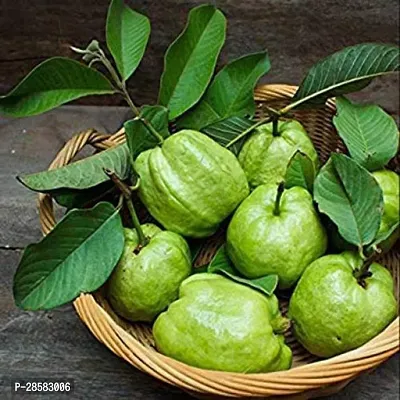 Platone Guava Plant guava8