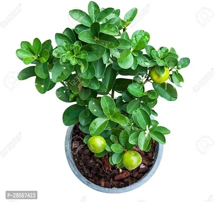 Platone Sweet Lemon Plant LEMON97-thumb0