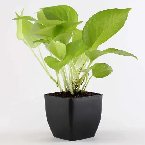 Hot Selling Plant & Planters 