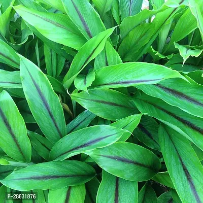 Platone Turmeric Plant turmeric99-thumb0