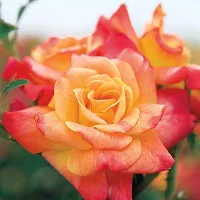 Platone Rose Plant Rare Josephs Coat Climbing Rose Plant Perinnial Multicolor rose 1 Healthy Live Plant-thumb1