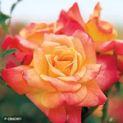 Platone Rose Plant Rare Josephs Coat Climbing Rose Plant Perinnial Multicolor rose 1 Healthy Live Plant-thumb2