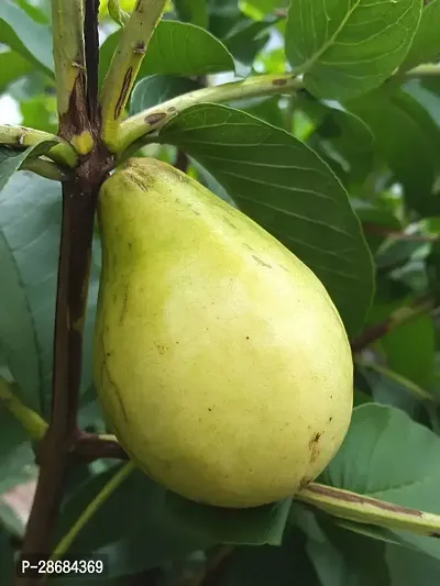 Platone Guava Plant Hybrid_Guava14-thumb0