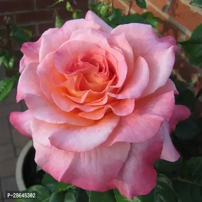 Platone Rose Plant Hybrid Live Rose PlantCF0165-thumb0