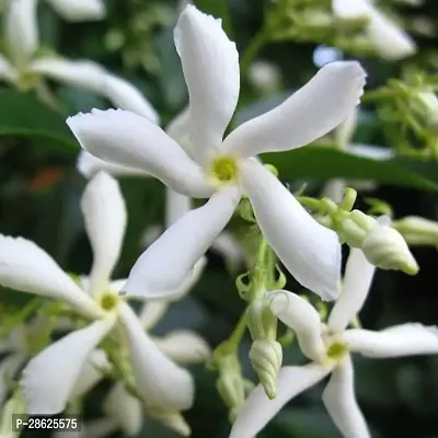 Platone Jasmine Plant jasmine59-thumb0