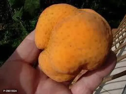 Platone Jackfruit Plant Monkey Jack , Deyoa Fruit Bangladeshi Rare Exotic Fruits.-thumb2