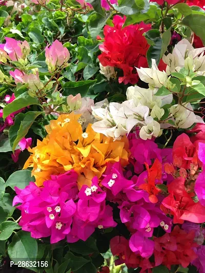 Platone Baugainvillea Plant Multicolor Bougainvillea Flower Plant CD1-thumb0