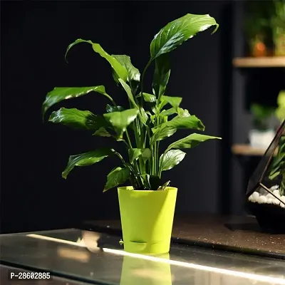 Platone Peace Lily Plant PEACE LILY FLOWERING- Imported_044