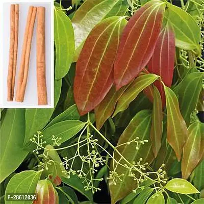 Platone Cinnamon Plant Dalchini Plant-3-thumb0