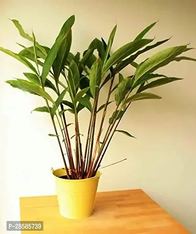 Platone ElaichiCardamom Plant Elichi live plant-thumb0