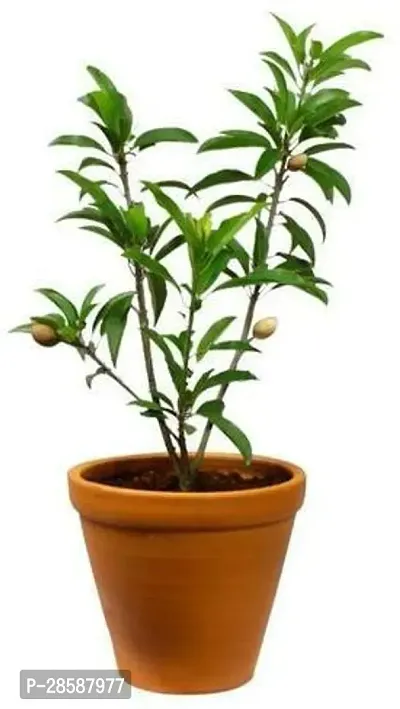 Platone Chiku Plant chiku plant 35-thumb0