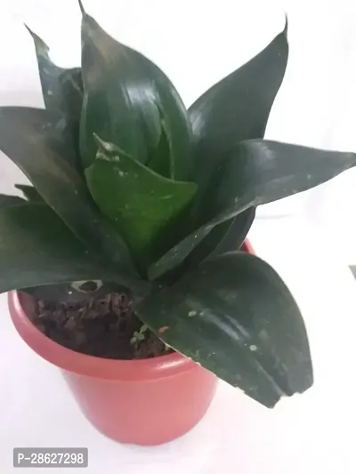 Platone Snake Plant SANSEVIERIA BLACK DRAGON