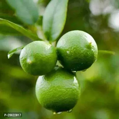 Platone Lemon Plant Lime Lebu Fruit Plant L10-thumb2