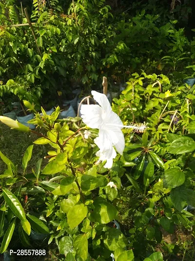 Platone Hibiscus Plant White hibiscus-thumb2