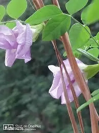 Platone Aparajita Butterfly Pea Plant pink aparajita flower plant