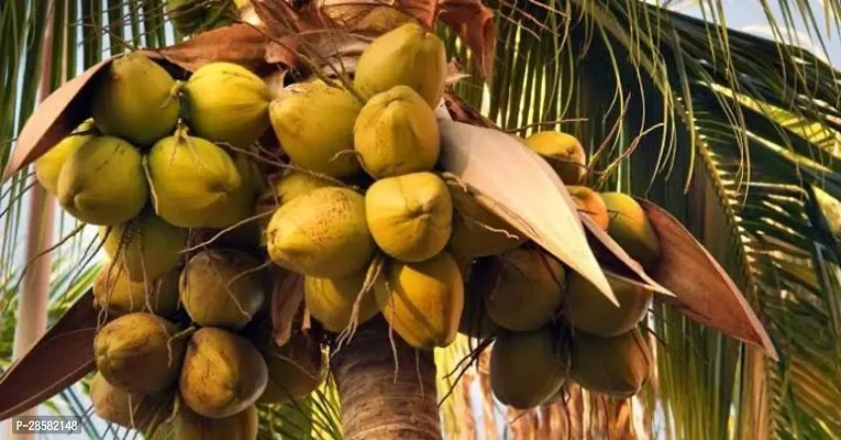 Platone Coconut Plant B199-thumb0