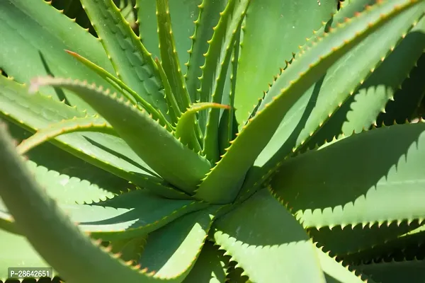 Platone Aloe Vera Plant Aloe vera26