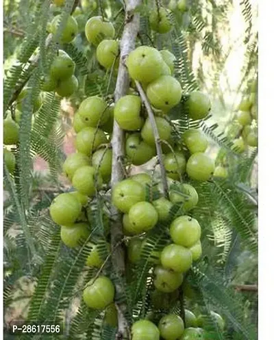 Platone Amla Plant ABS-AKSI-_839-thumb0