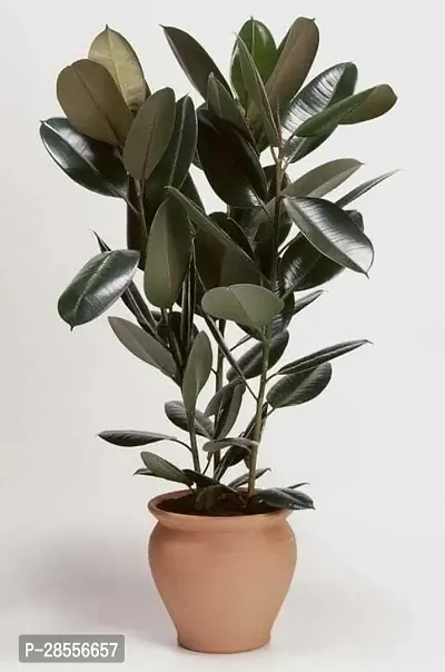 Platone Rubber Tree tojo