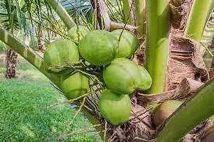 Platone Coconut Plant hybrid coconut tree 22-thumb1