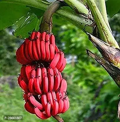 Platone Banana Plant Red Banana Fruit Plant A-thumb0