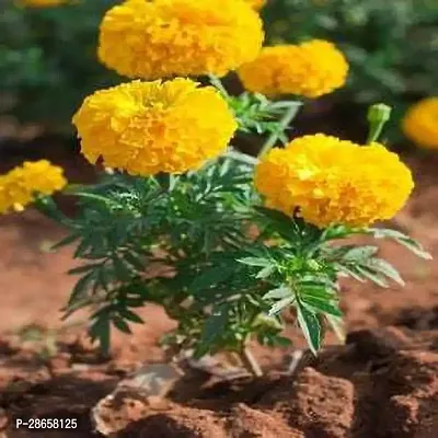 Platone Marigold Plant Marigold Plant-thumb0