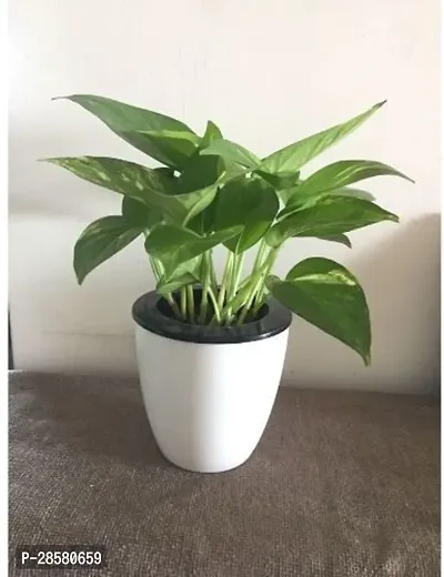 Platone Money Plant PN-AC-N918-thumb0