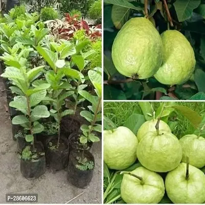 Platone Guava Plant Thai 10 Guva plant-thumb0