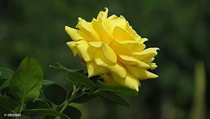 Platone Rose Plant Yellow Rose