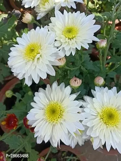 Platone Chrysenthemum Plant vk-333