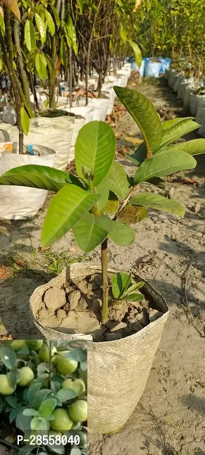 Platone Guava Plant guava-thumb0