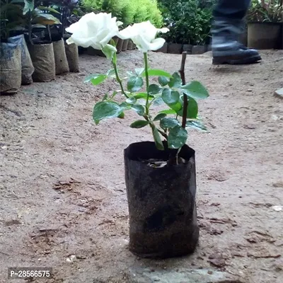 Platone Rose Plant white color rose-thumb2