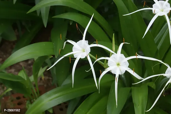 Platone Lily Plant Live White Spider LilyLycoris radiata,Plant -s-thumb3