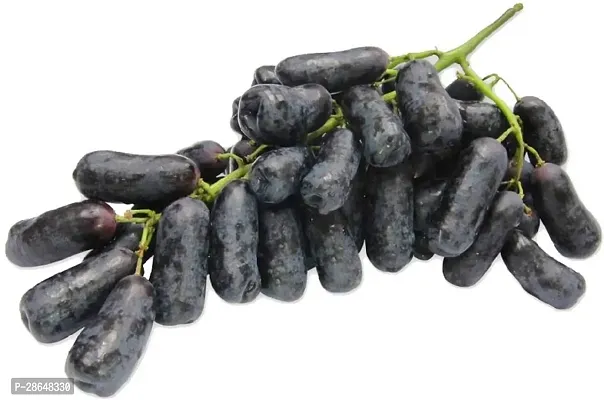 Platone Grapes Plant Long Grape Fruit Plant-thumb0