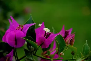 Platone Bougainvillea Plant BOUGAINVILLEA LIVE PLANT-thumb1