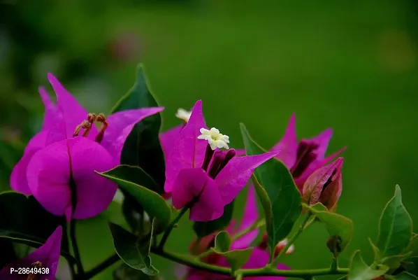 Platone Bougainvillea Plant BOUGAINVILLEA LIVE PLANT-thumb2