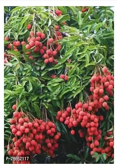 Platone Litchi Plant Gardens Lichi Fruit Plant