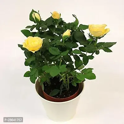 Platone Rose Plant EZTEROE11